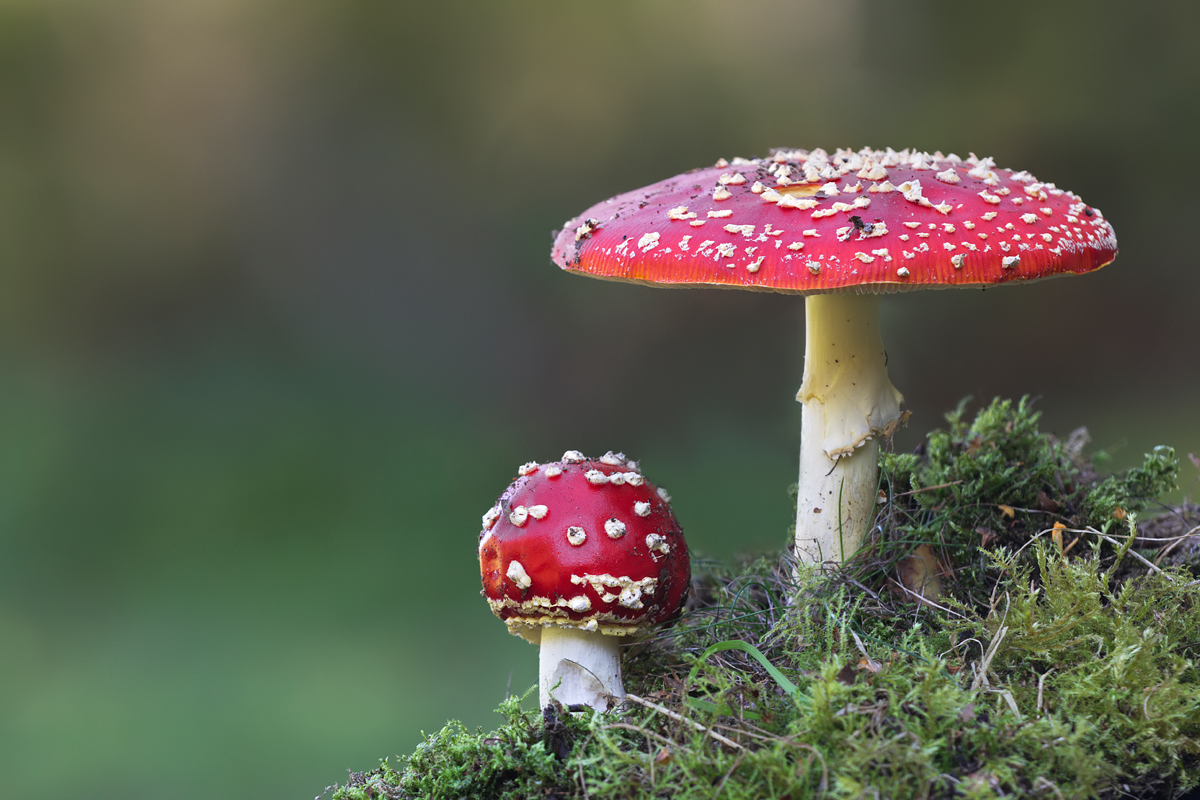 Fly Agaric 6